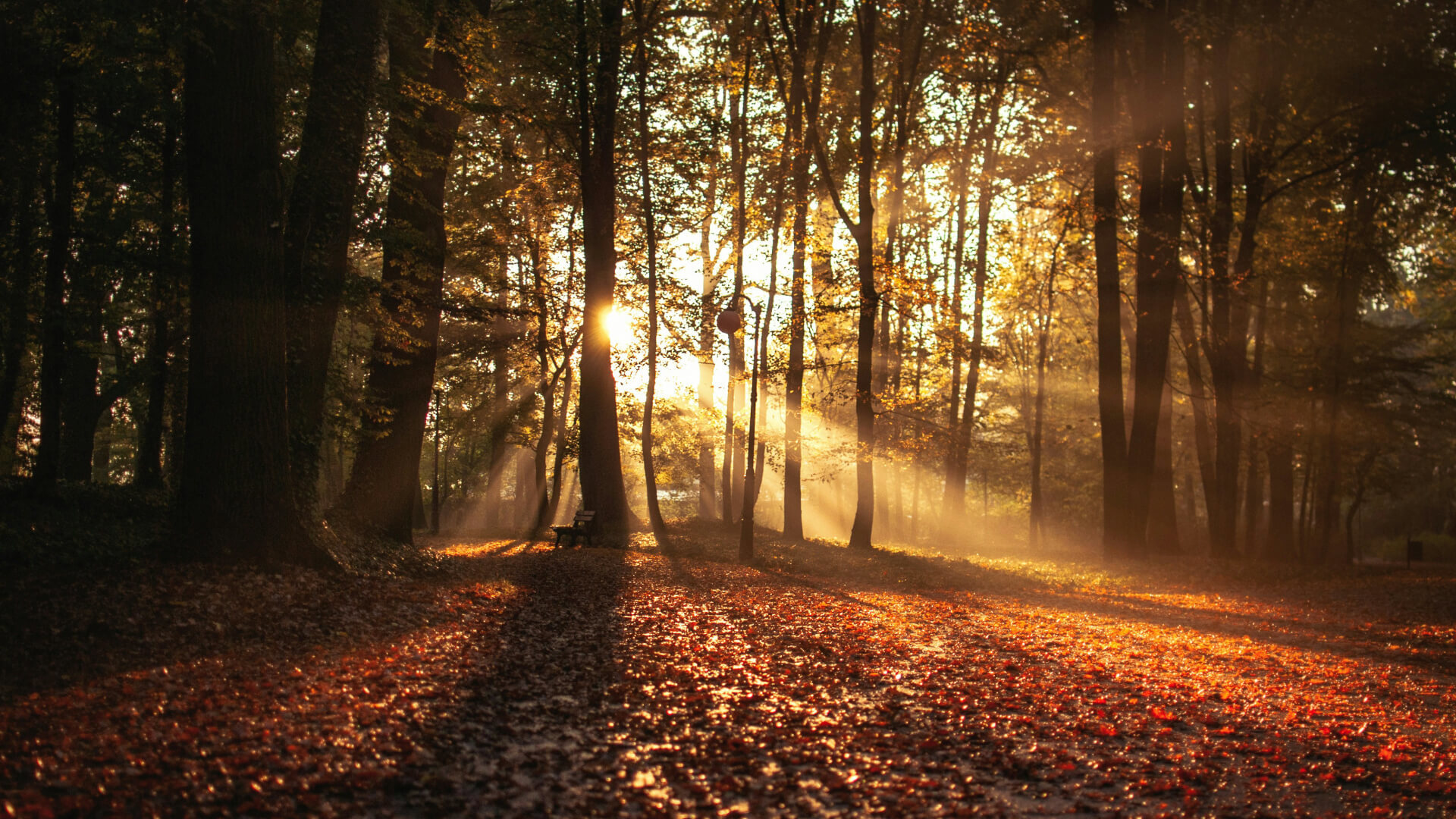 Herbstliche Stimmungen: Die Melancholie des Fingerstyles